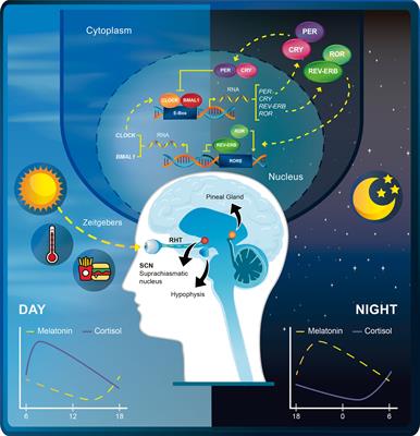 The Time for Chronotherapy in Radiation Oncology